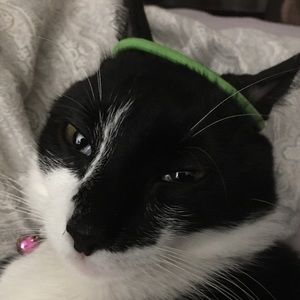 Meet your Posher, Mckain